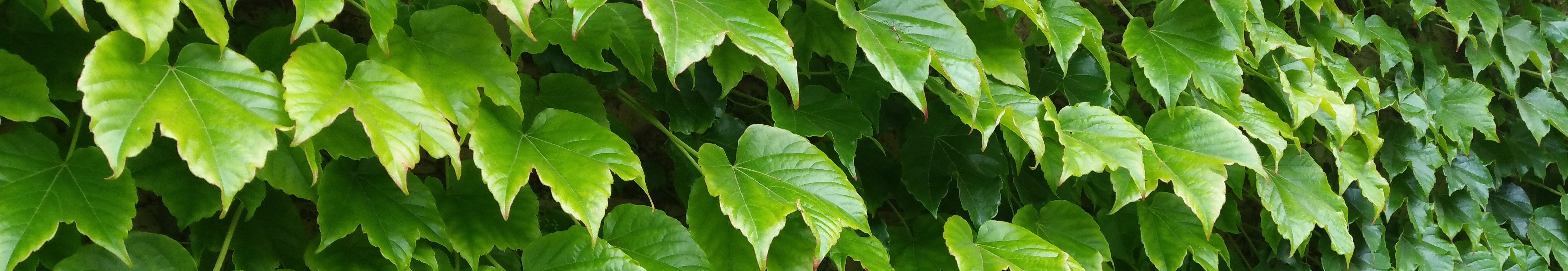 YOUnited Hempire