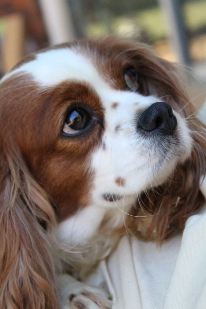 Lockwood Cavaliers