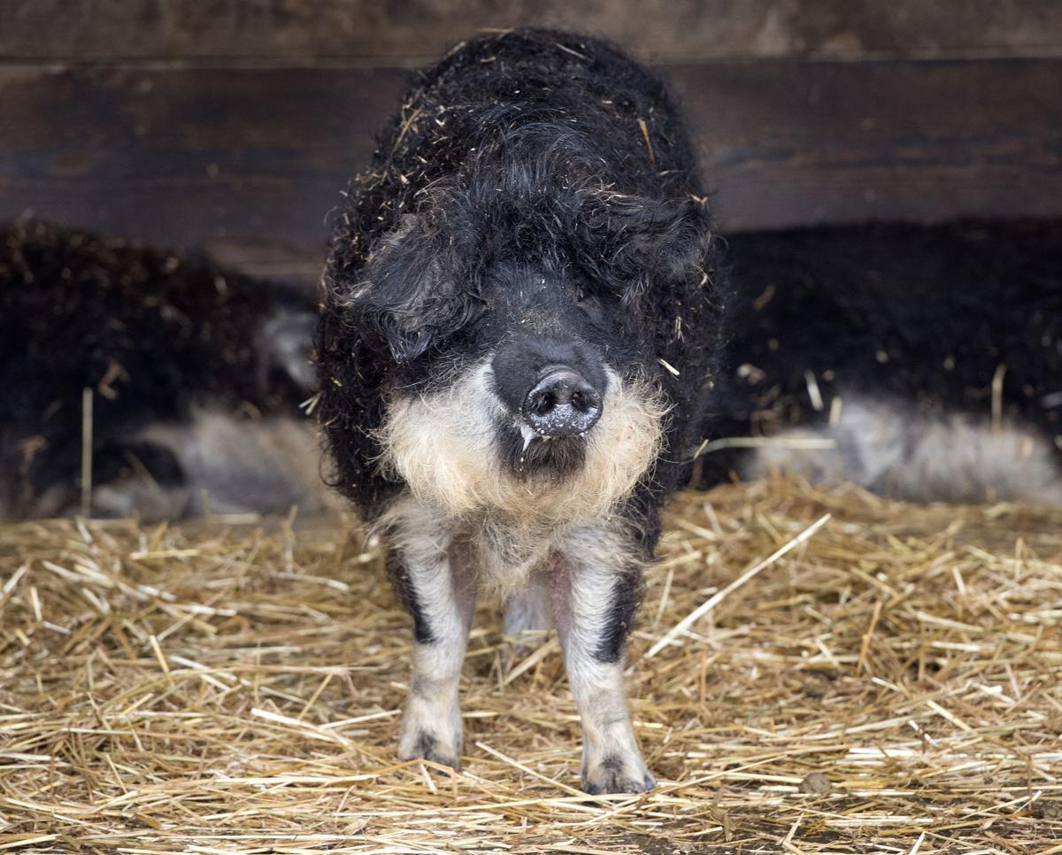 ELTEE Mangalitsa's LLC