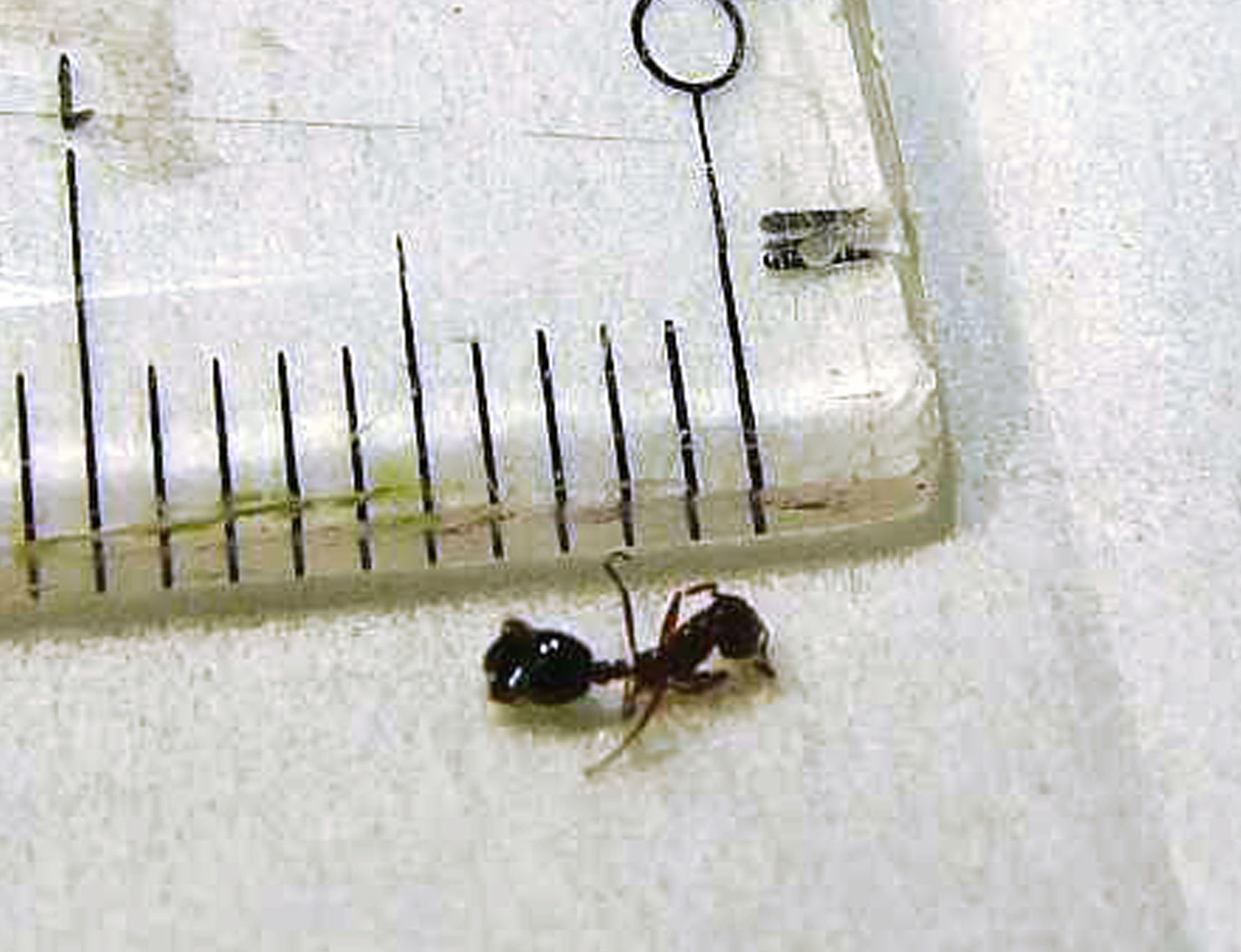 Venomous fire ant found in cargo at Tokyo port