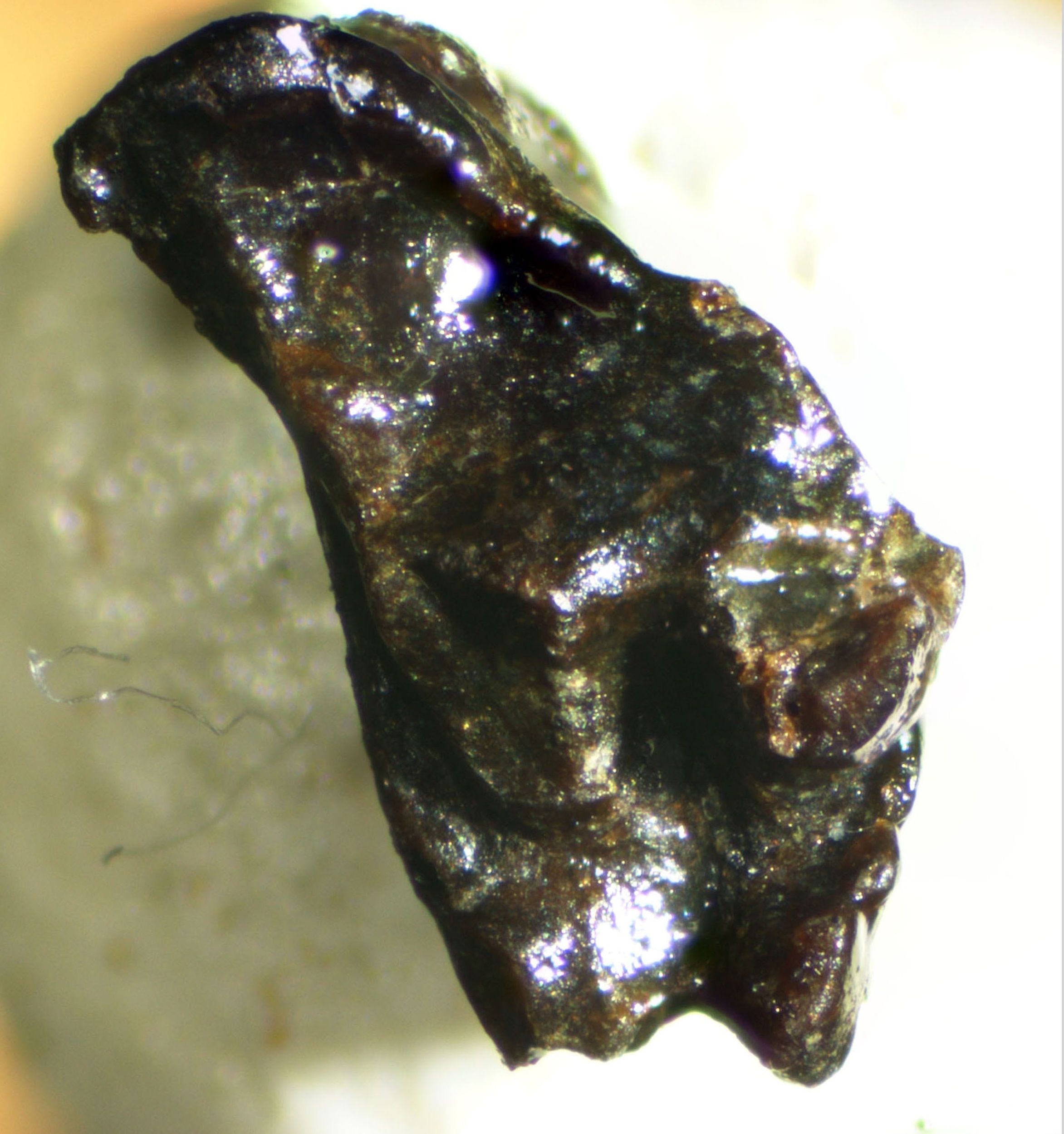 Tooth Fossil (Mifune Dinosaur Museum)