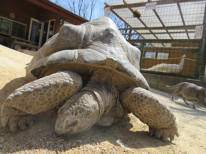 Tortoise missing from Okayama zoo (Shibukawa Dobutsu Koen)