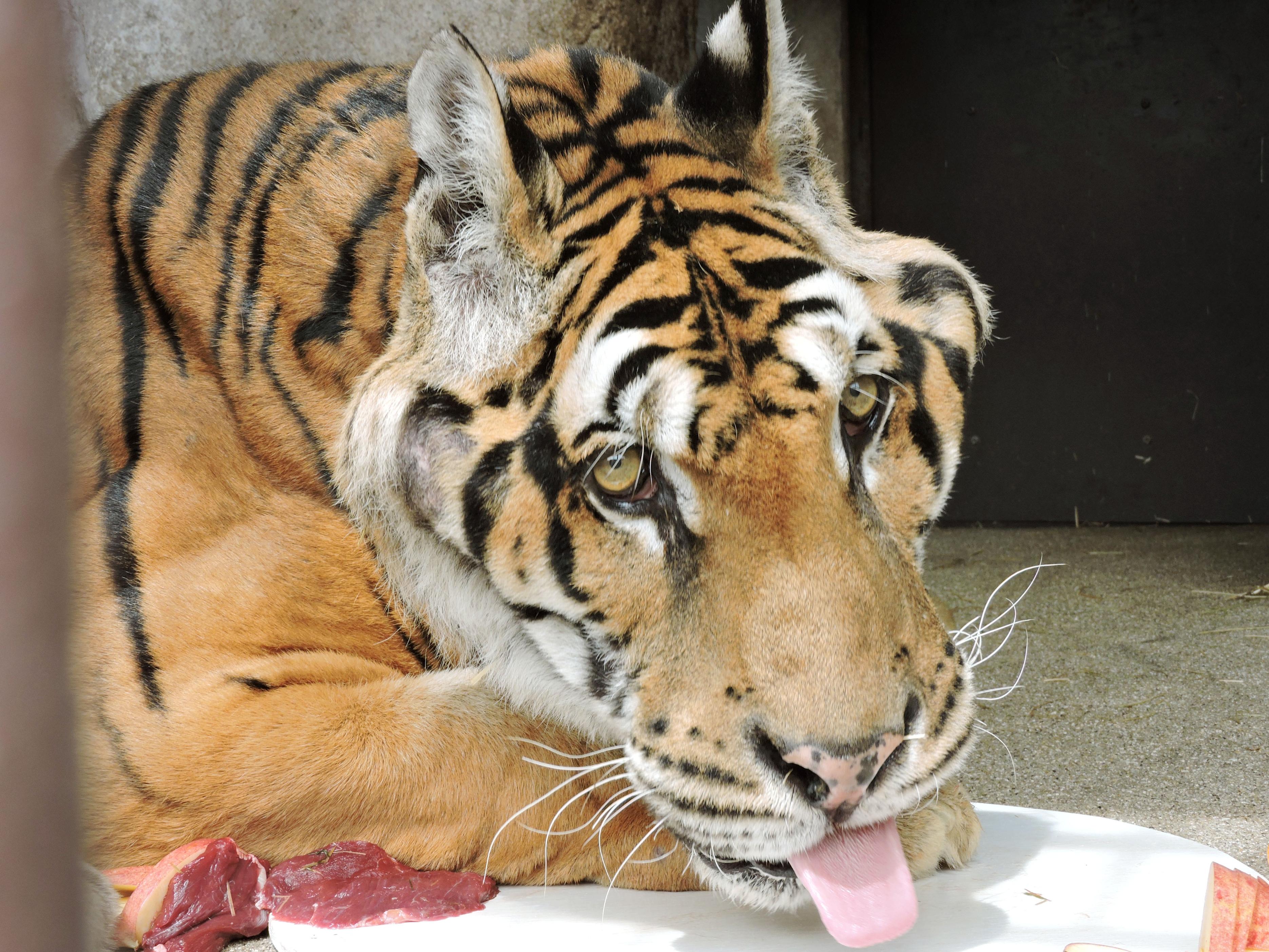 Oldest Bengal tiger in Japan dies