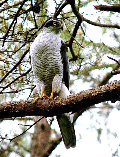 Japan to remove goshawks from scarce species list