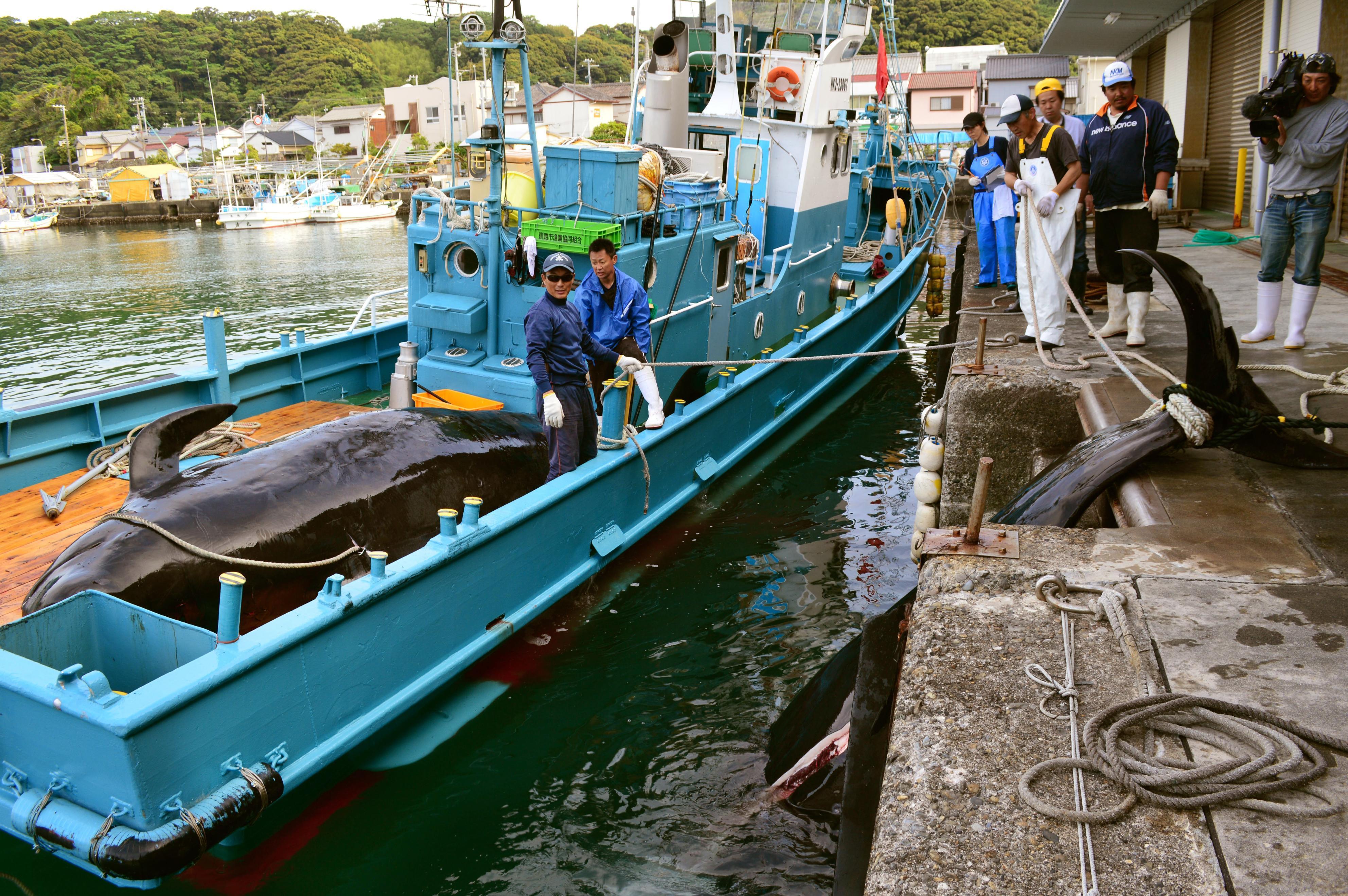 Whaling - Taiji, Wakayama (Supplied Image)