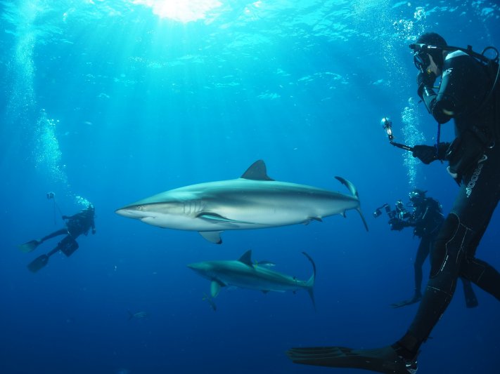 Gallery Florida Shark Trip