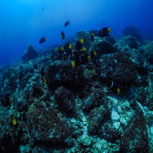 Gallery San Carlos Dive