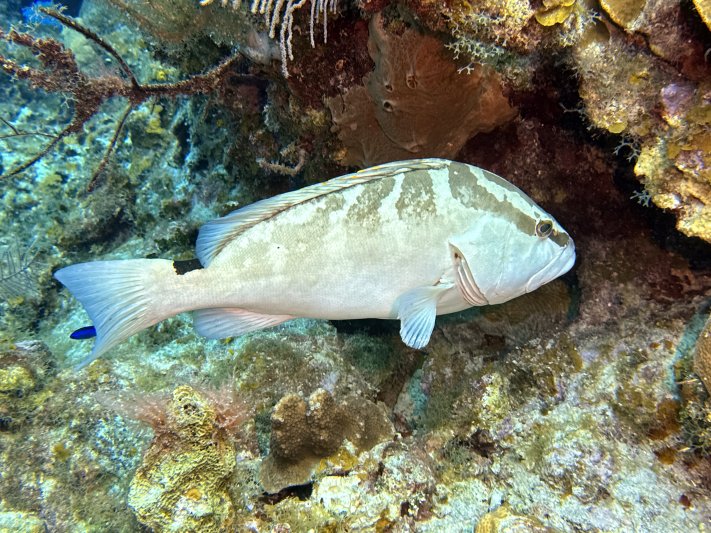 Little Cayman 2024 