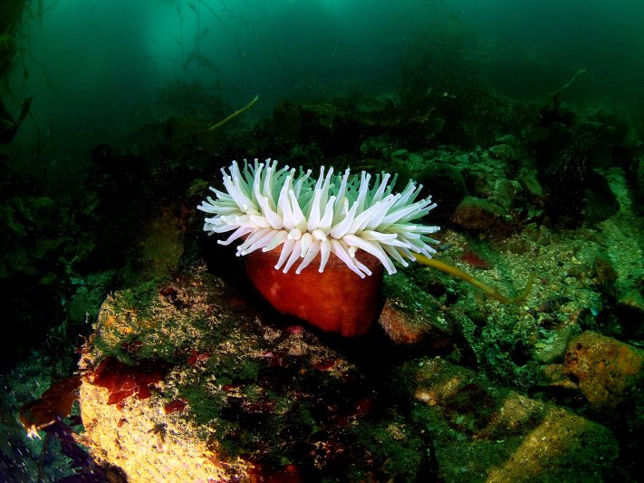 Pacific Scuba Divers — photo 4