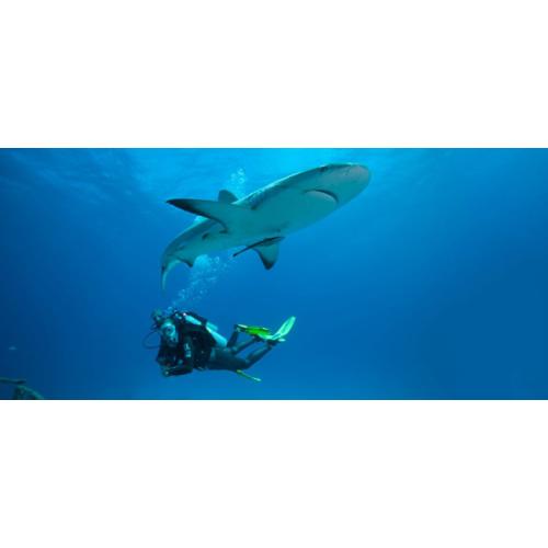eLearning - Underwater Naturalist