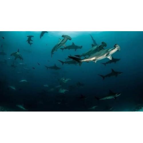 AWARE Shark Conservation