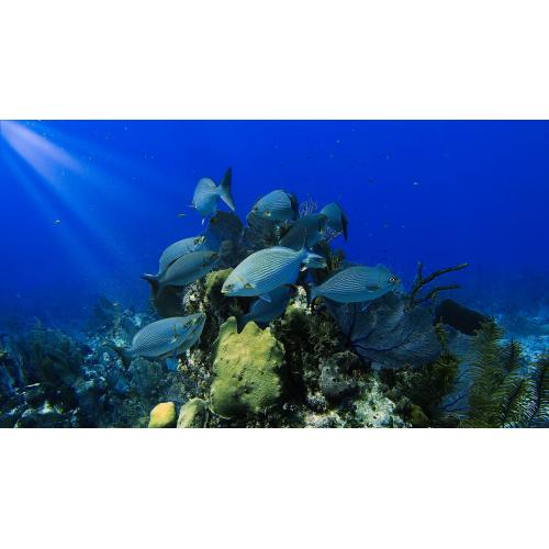 Blue to Brilliant - Diving into Underwater Imaging