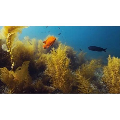 Underwater Naturalist