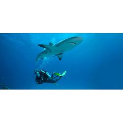 eLearning - Underwater Naturalist