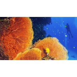 Coral Reef Conservation