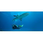 eLearning - Underwater Naturalist