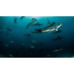 AWARE Shark Conservation