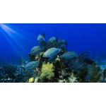 Blue to Brilliant - Diving into Underwater Imaging