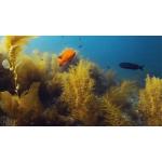 Underwater Naturalist