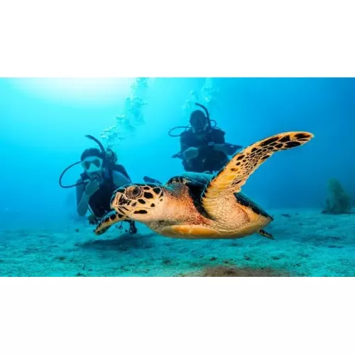 Open Water Diver eLearning (includes Processing fee)