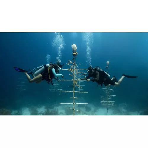 Peak Performance Buoyancy Diver eLearning 