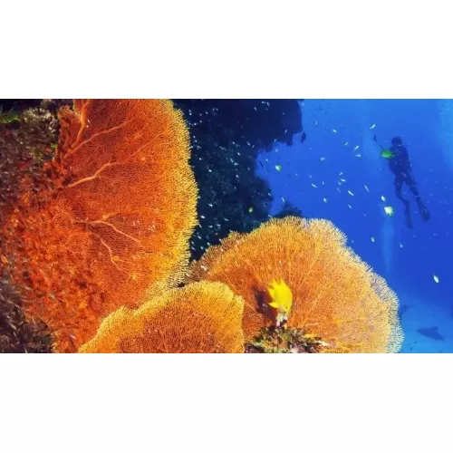 PADI Aware eLearning