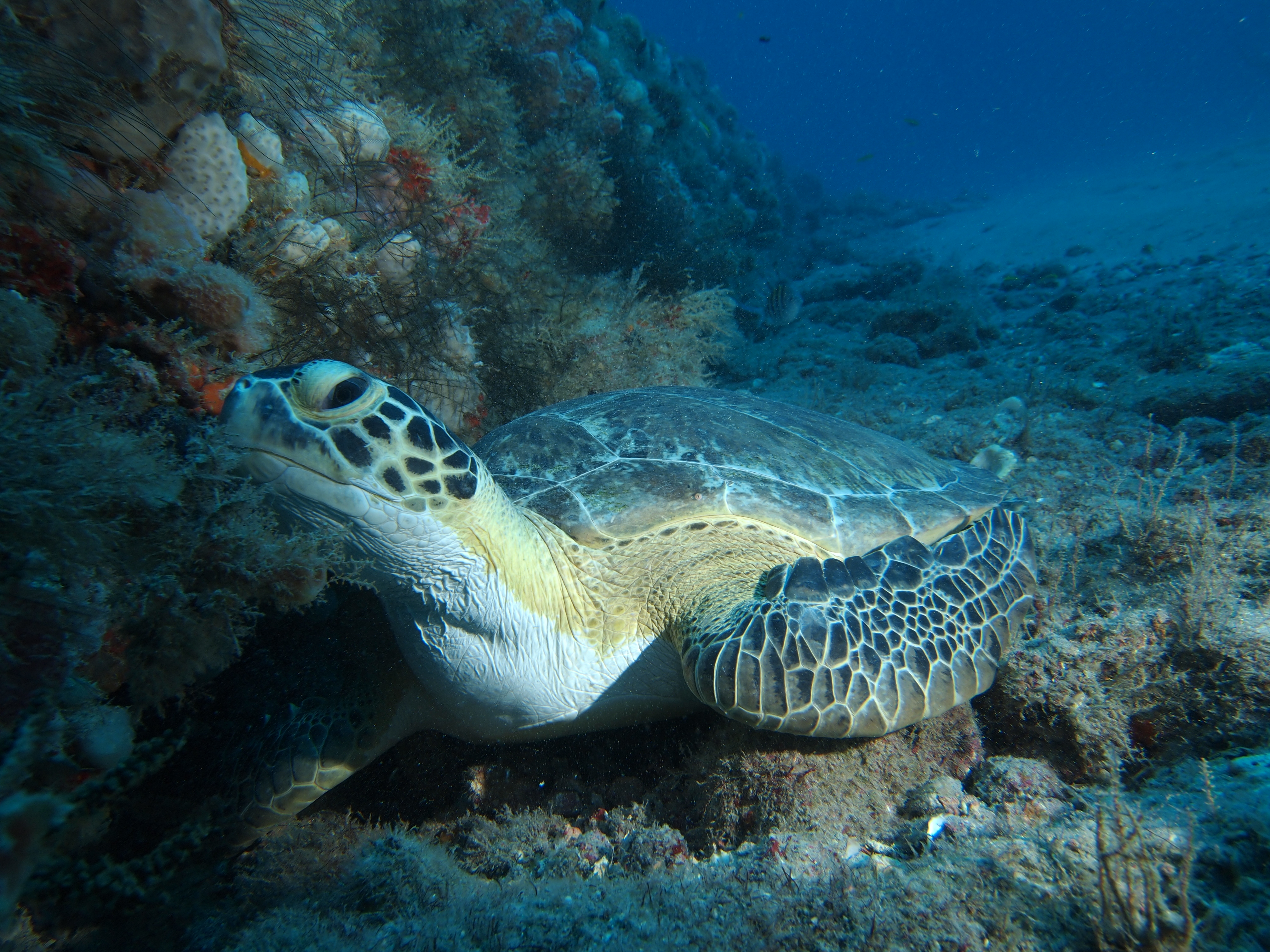 3 days diving in West Palm Beach