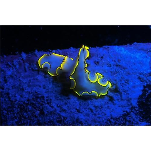 Sea Dragon Fluoro-Dual Beam Light Kit (Includes Grip, Single Tray