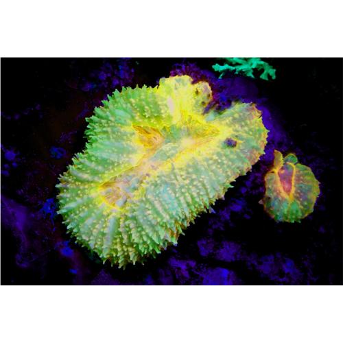 Sea Dragon Fluoro-Dual Beam Light Kit (Includes Grip, Single Tray