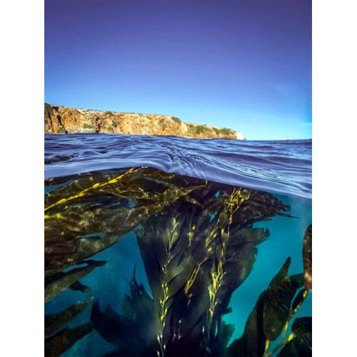 6/15cm SportDiver Wide Angle Dome Lens (For SportDiver housing on