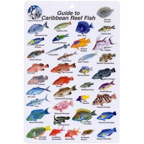 FISH CARD CARIBBEAN FISH CARD