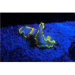 Sea Dragon Fluoro-Dual Beam Light Kit (Includes Grip, Single Tray