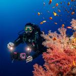 Sea Dragon 3000F Color Boost COB LED Photo-Video Light Kit Head (