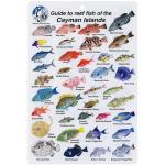 FISH CARD CAYMAN FISH CARD