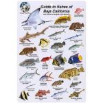 FISH CARD 6X9 BAJA