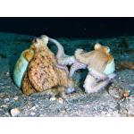 PADI Advanced Open Water Course & eLearning