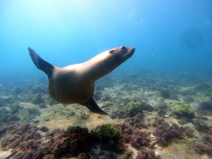 Rocky Point Dive Trip April