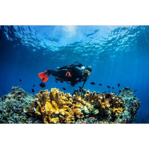 SDI Solo Diver Date TBD