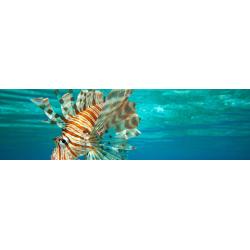 SDI Underwater Hunter and Collector