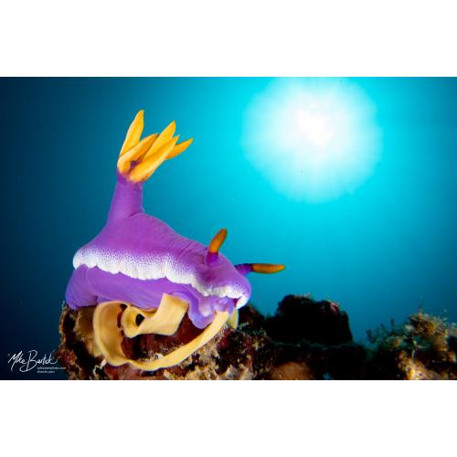 Wide Angle Conversion Lens KWACL