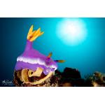 Wide Angle Conversion Lens KWACL