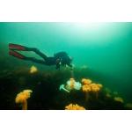 YSS Dive Scuba Club