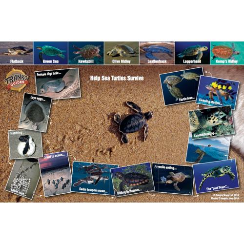 Sea Turtle Card