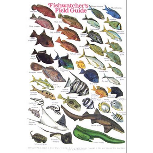 Fishwatcher's Field Guide Card