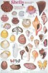Shell Beachcomber Field Guide Card