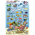 Florida Reef Creature Mini ID Card