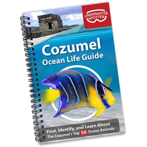 COZUMEL OCEAN LIFE GUIDE