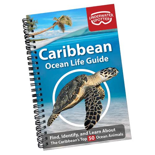 CARIBBEAN OCEAN LIFE GUIDE