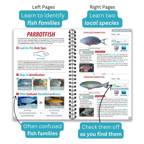 CARIBBEAN OCEAN LIFE GUIDE