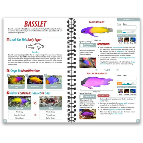 BELIZE OCEAN LIFE GUIDE